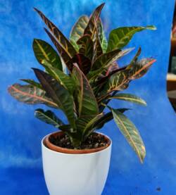 Croton variegato fioravantifiori.it