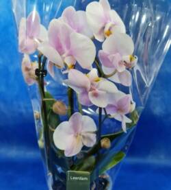 Orc recurvata fioravantifiori.it