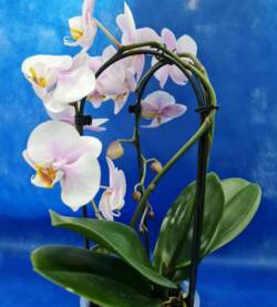 Orchidea recurvata 1 ramo fioravantifiori.it