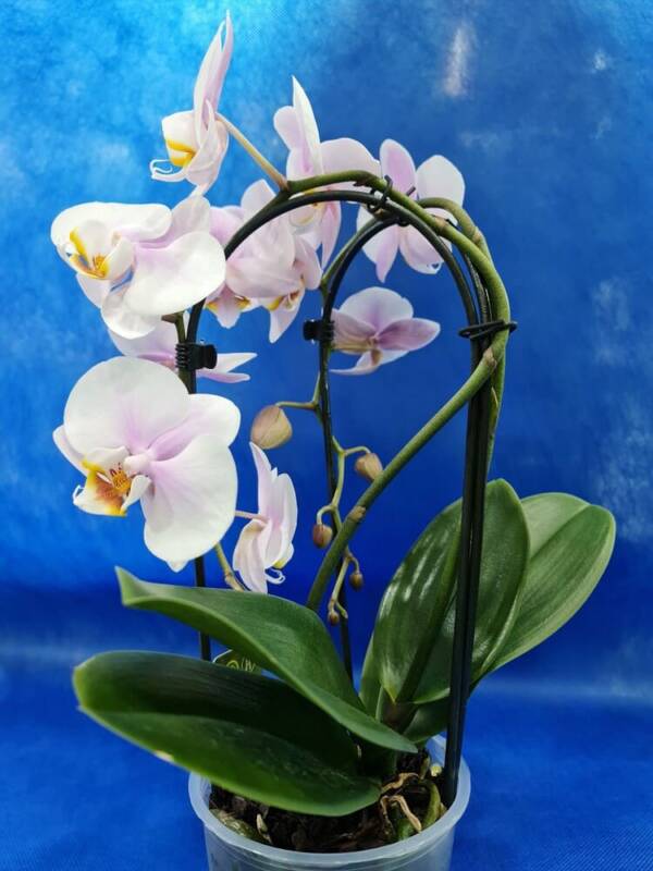 Orchidea recurvata 1 ramo fioravantifiori.it