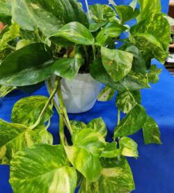 potos con porta vaso