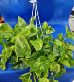 Potos con vaso fioravantifiori.it