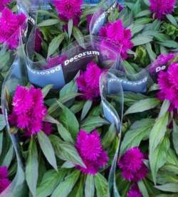 Velosia vaso 10cm fioravantifiori.it