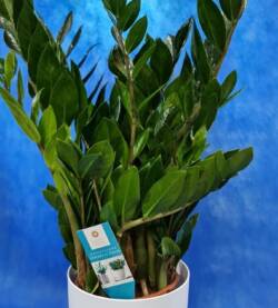 Zamioculca fioravantifiori.it