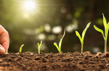 Che si semini in febbraio se si vuole un buon erbaio