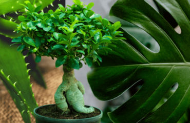 PIANTE IN CASA: BENESSERE E SALUTE