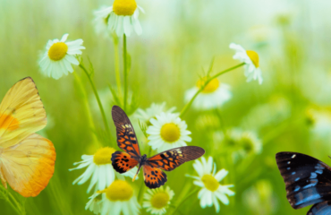 Giunta la primavera…